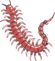 Vibrant Red Centipede Illustration for Educational Use and Design Projects vector