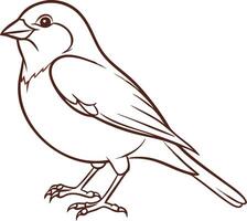 Detailed Illustration of Sparrow Bird Outline for Nature Projects vector