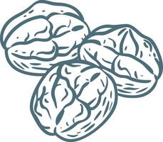 Three Walnut Kernels Illustration Nut Food Art Design vector