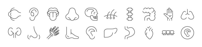 Internal Organs Pack of Thin Icons. Editable Stroke. Suitable for Web Sites, Books, Cards, Apps vector