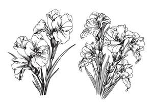 Gladiolus on a white background vector