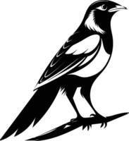 A black and white drawing of a magpie bird outline with white background vector