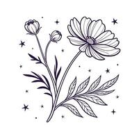Cosmos flower with stars and moon on white background vector