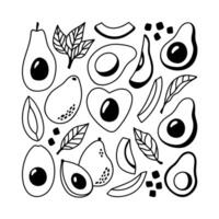 Line art of avocado doodle. Hand drawn whole and halves avocado, leaves, seed fruit illustration vector