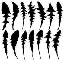 Set of silhouettes leaves a field dandelion. vector
