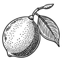 a lemon with leaves and a leaf on it vector