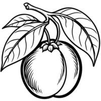 a black and white drawing of a peach with leaves vector
