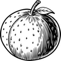 an apple in a black and white drawing vector