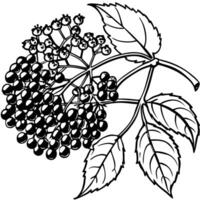 black and white illustration of a branch of elderberry vector