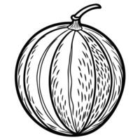 a black and white drawing of a melon vector