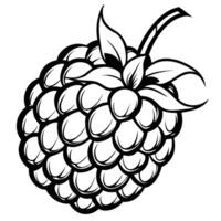 black and white drawing of a raspberry vector