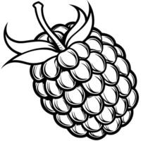 black and white drawing of a raspberry vector