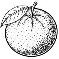 an orange is shown in a drawing style vector