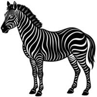 a black and white zebra standing in front of a white background vector