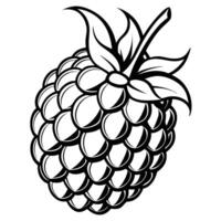a black and white drawing of a raspberry vector
