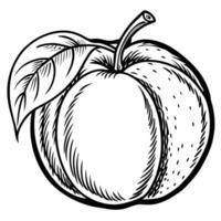 a peach with leaves and a leaf on it vector