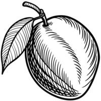 a drawing of a mango with leaves vector