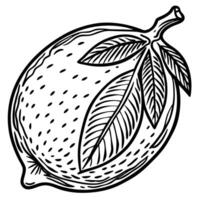 a black and white drawing of a lemon vector
