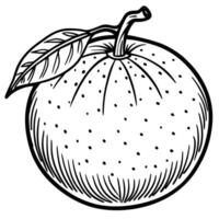an orange is shown in a drawing style vector