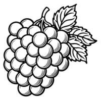 grapes coloring pages vector