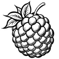 black and white drawing of a raspberry vector