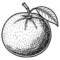 an orange is drawn in a black and white style vector