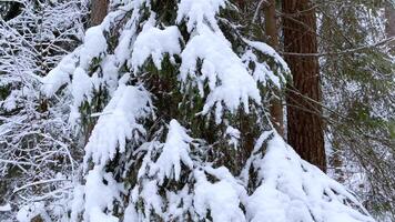 Snow covered fir branches in the winter forest. Snowy spruce and pine trees video
