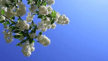 Jasmine flowers in the wind at the garden. Closeup of branches with white flowers against blue sky video