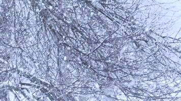 Heavy snowfall on the background of branches of trees in the park. Winter backdrop video