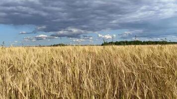 Golden wheat field with blue sky and nice clouds video