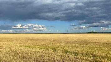 Golden wheat field with blue sky and nice clouds video
