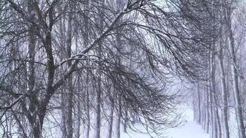 Snowfall in the park and snow-covered tree branches. Natural winter background, white snow and cold weather. video