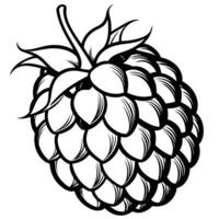 raspberry black and white illustration vector