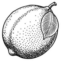 a black and white drawing of a lemon vector