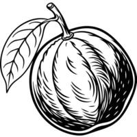 an image of a black and white drawing of a ripe grapefruit vector
