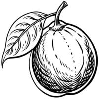 a black and white drawing of a lemon with leaves vector