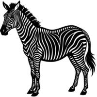 a black and white zebra standing in front of a white background vector