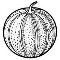 a black and white drawing of a melon vector