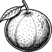 an orange is drawn in black and white vector