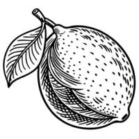 a black and white drawing of a lemon vector