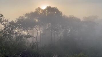 sunrise over a misty forest with soft sunlight filtering through the trees. A serene and tranquil natural landscape ideal for themes of nature, peace, and relaxation video