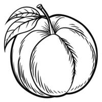a peach is drawn in black and white on a white background vector