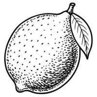 a black and white drawing of a lemon vector