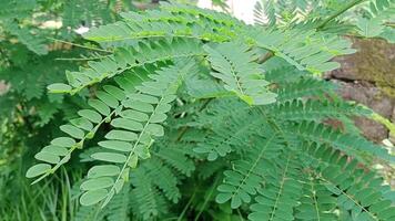 Leaves of lamtoro gung or giant leucanea tree swaying in the wind during the day video