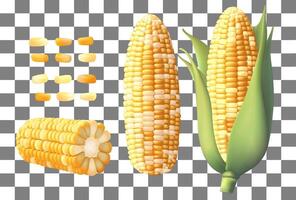 Realistic ripe corn cobs and yellow kernel maize farm food sweetcorn corn cobs agriculture elements Harvest Gradient Mesh gradient wes used vector