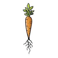 Carrot hand drawing vector