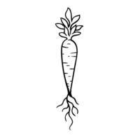 Carrot hand drawing vector