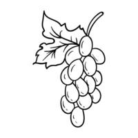 Grapes hand drawing vector