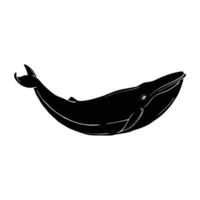 Whale hand drawing vector