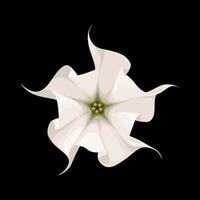 Illustration of Datura stramonium flower, commonly known as thornapple, jimsonweed, or devil's trumpet, isolated on dark background. vector